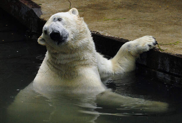 Заинтересовали новые питомцы: жители Екатеринбурга стали чаще ходить в зоопарк