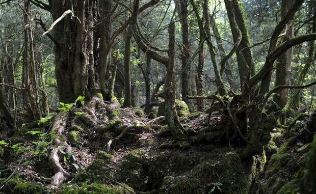 Пазлвуд Глостершир, Англия Даже небо, даже сам властелин колец признают, что Пазлвуд — один из самых волшебных лесов планеты. Этот густой, мрачный лес полон замшелых корней и корявых старых деревьев, со скрипучими мостками через бурные речушки.