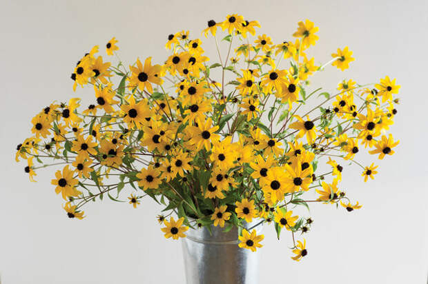 Рудбекия трилоба (Rudbeckia triloba)