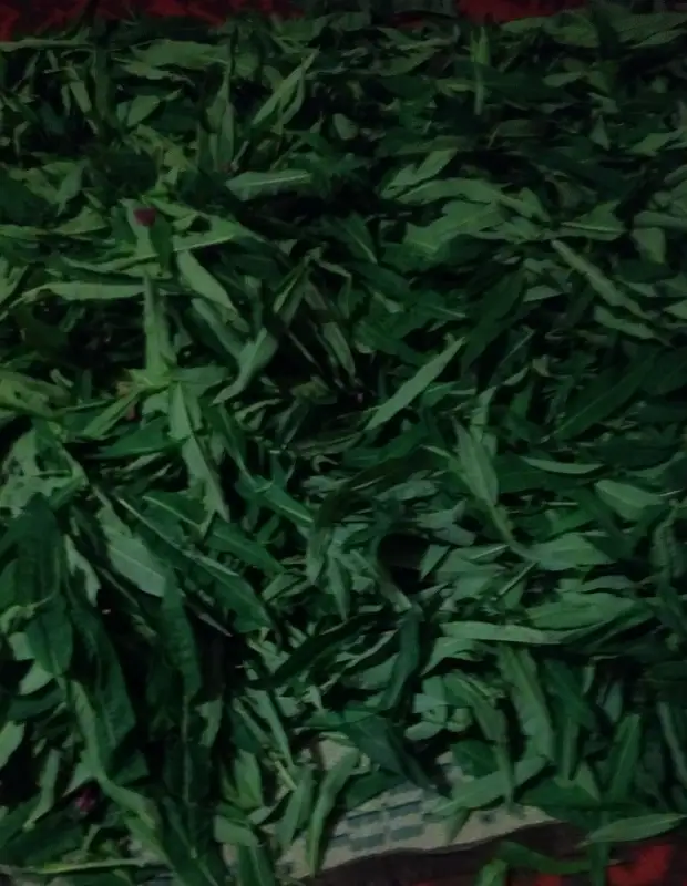 Мята перечная ферментация. Ферментация листьев мяты. Ферментация листьев. Как ферментировать листья мяты. Ферментация мяты для чая.