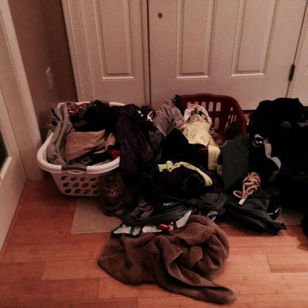 find-hidden-cat-camouflage-hide-and-seek-catouflage-83-583597f46b65e__605