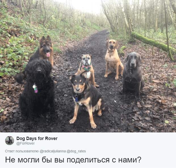 сюрприз для собаки смешные собаки