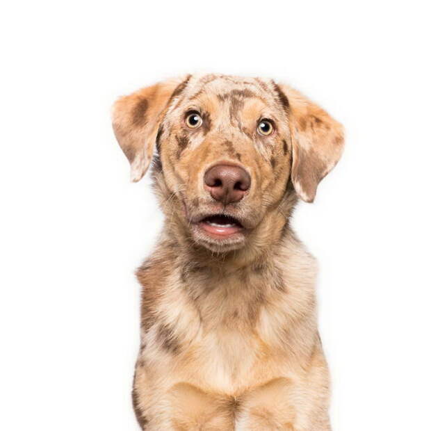 Такие разные характеры собак: фотопроект Elke Vogelsang Такие разные характеры собак: фотопроект Elke Vogelsang