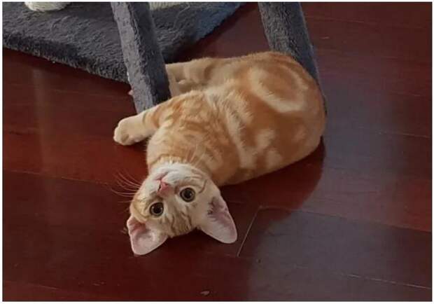 Кошка из приюта приняла котенка и они стали лучшими друзьями. Теперь им нужен общий дом