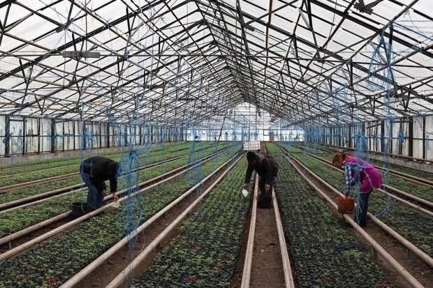 Астраханские фермеры начали сажать Пинк Хит и Пинк Чемпион