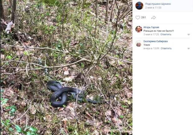 В Серебряном Бору проснулись ужи