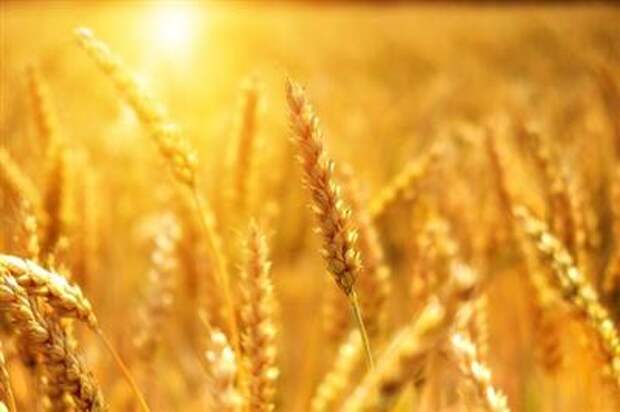 https://pixabay.com/photos/wheat-cornfield-sunset-grain-3506758/