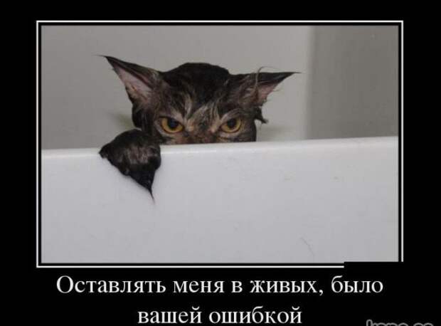 1453387428_memy-s-zhivotnymi