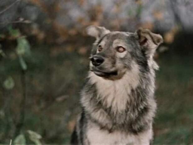 История русских собачьих кличек