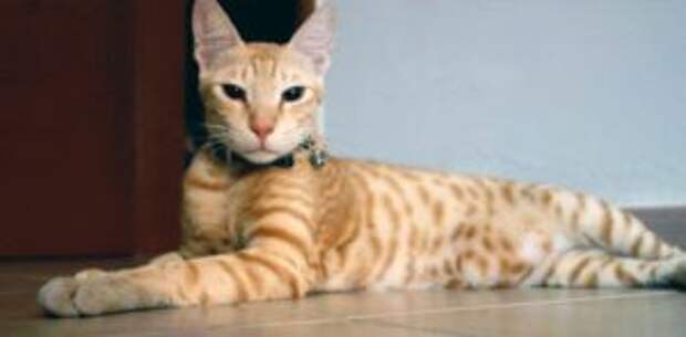 Аравийский мау кошка описание