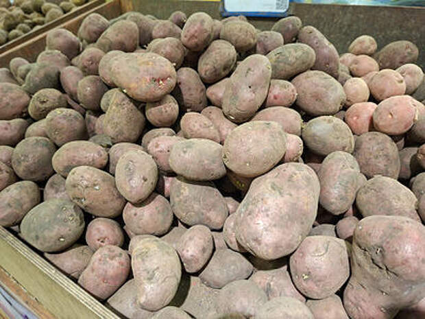 В Краснодарский край завезли импортный картофель с опасными насекомыми