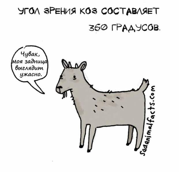 коза