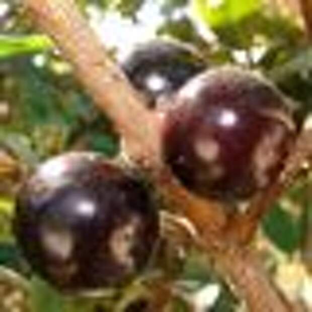 A close-up of the ripe fruit.