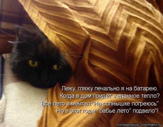 Лучшие котоматрицы недели (50 фото)