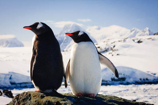 Где жил пингвиний прадедушка? Геномы пингвинов проливают свет на их эволюцию