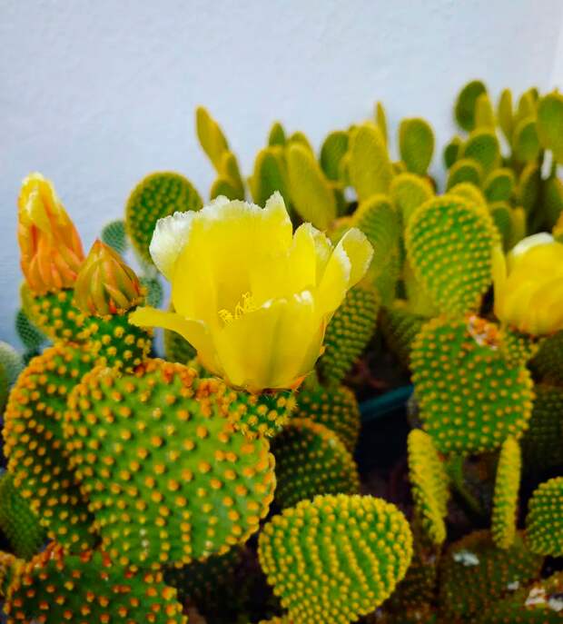 В мире суккулентов и кактусов жёлтый цвет можно считать одним из самых ярких и впечатляющих.-9