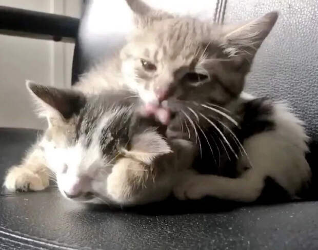 Без кота и жизнь не та