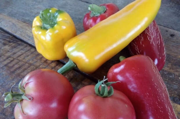 Агроном Терентьев посоветовал сорта перца для выращивания на подоконнике