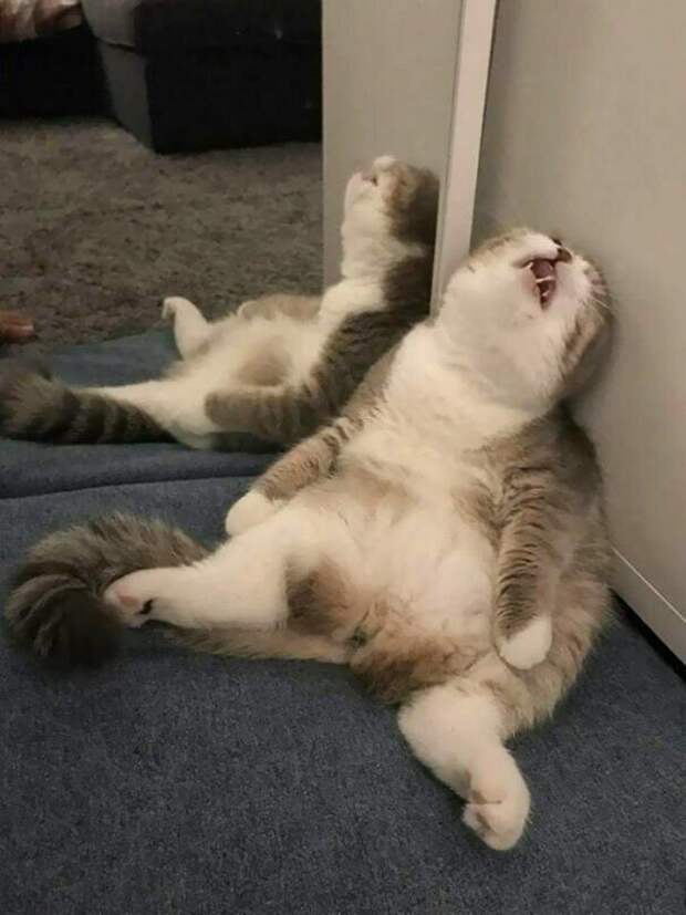 Котики, которые заснули в самых странных позах