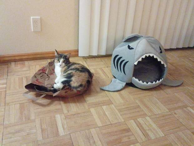 кошачья логика, коты и кошачий домик