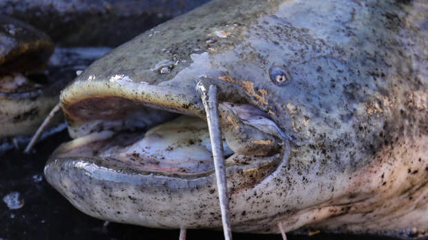 После наводнения во Вьетнаме жители обнаружили в огороде двух гигантских сомов