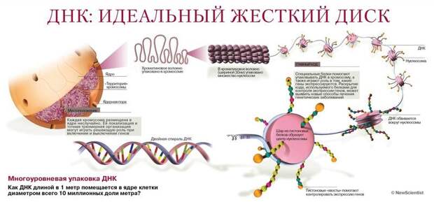 Слова и мысли формируют генетическую программу