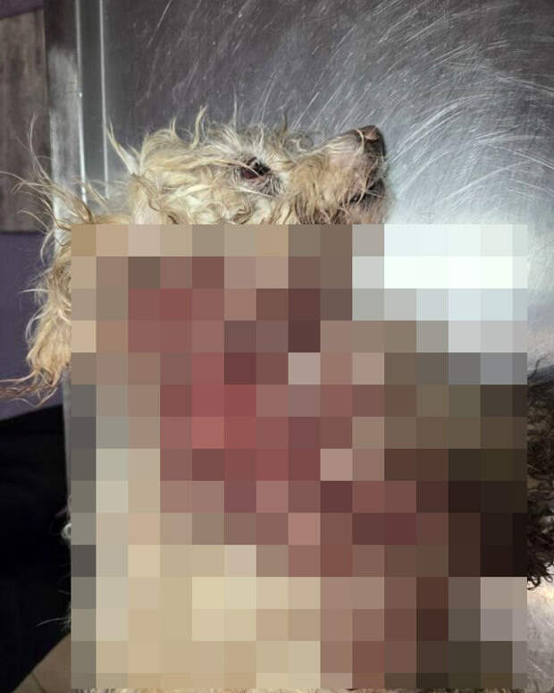 В Коми живодер жестоко избил болонку и выбросил ее в мусорный бак