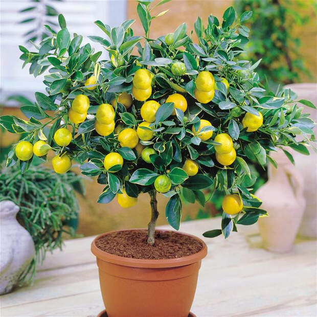 lemon-tree-bonsai-seeds (700x700, 517Kb)