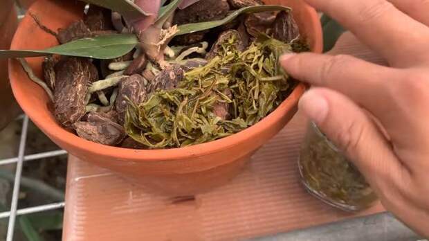 Оказывается простой чай поможет орхидеям окрепнуть и выпустить цветоносы