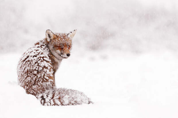 Winter Fox Photography