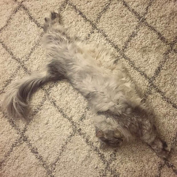 find-hidden-cat-camouflage-hide-and-seek-catouflage-21-583557131b3f7__605