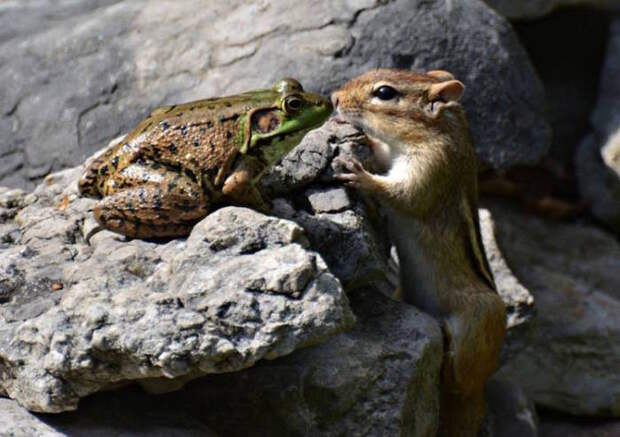 Самые смешные фотографит животных, присланные на конкурс Comedy Wildlife Photography Awards — 2016