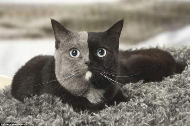 Новая звезда сети: "двуликая" кошка из Франции с уникальным окрасом в мире, животные, коты, кошка, окрас кошек, уникально, фото, шерсть