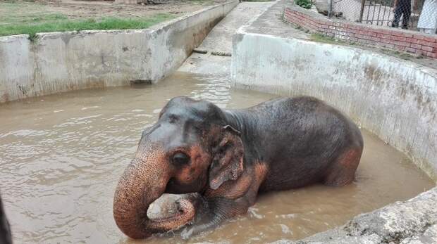 Слон, который провел 30 лет в зоопарке, наконец-то оказался на свободе животные, пакистан, слон
