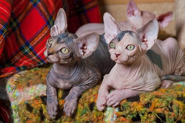 Египетские лысые кошки: название, фото и описание, характеристика породы