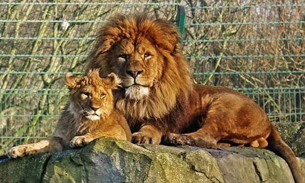 Папа-лев самостоятельно вырастил оставшегося без мамы львенка