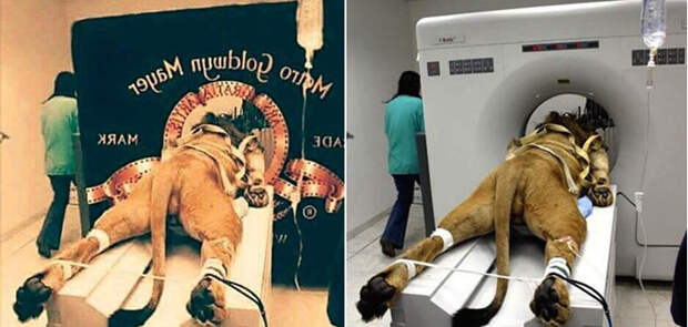Как якобы снимали заставку «Metro-Goldwyn-Mayer». Исходные фотографии были сделаны в ветеринарной клинике