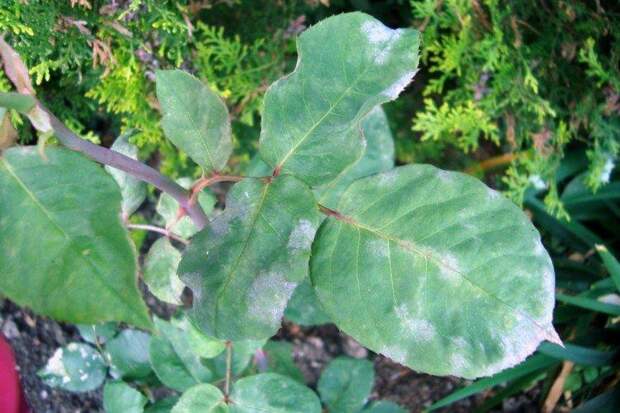 Борьба с вредителями и болезнями Борьба с вредителями и болезнями