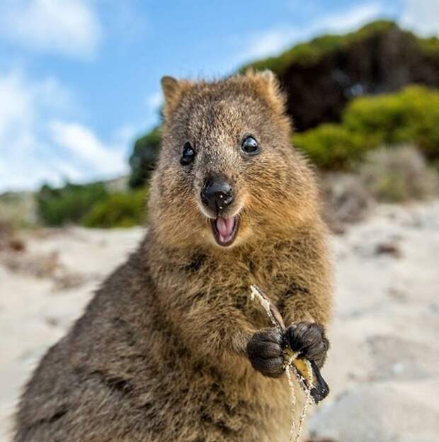 Квокка - самое счастливое животное Австралии