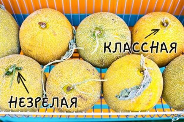 Как выбрать хорошую дыню (5 фото)