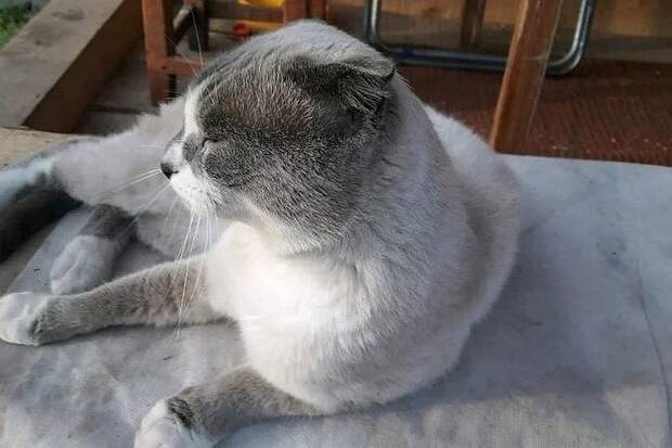 Кот-экстрасенс из Кемерово Фото: Avito