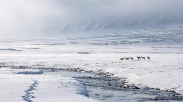 В Арктике появятся мобильные подразделения для борьбы с подводными диверсантами