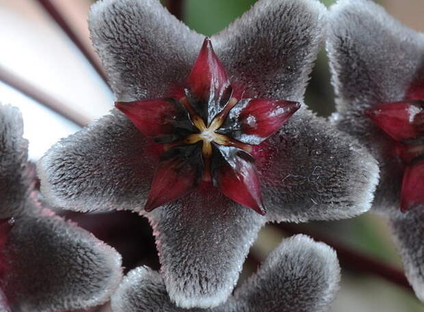 Hoya pubicalyx 'RHP' красота, лиана, природа, флора, хойя, цветы, чудеса