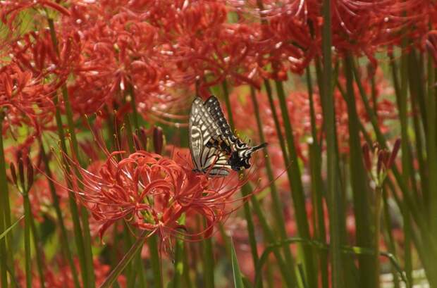 Есть только миг между прошлым и будущем... Есть только миг между прошлым и будущем...