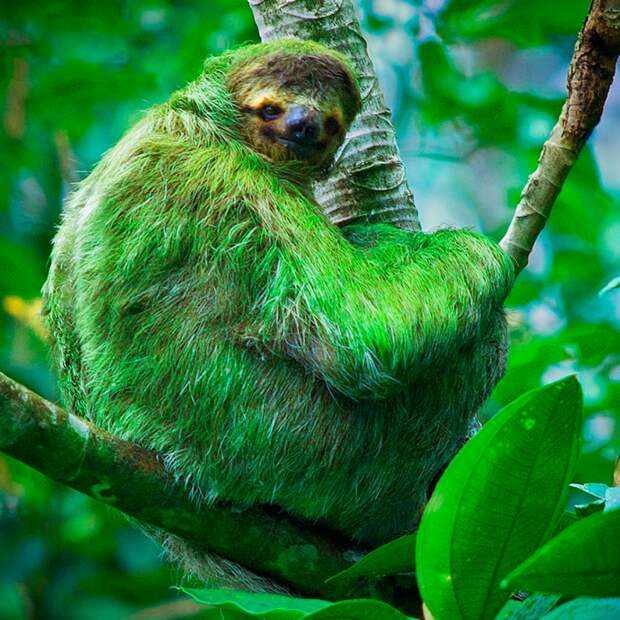 Шерсть ленивца имеет зеленый цвет из-за поселившихся в ней водорослей