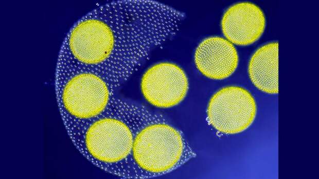 Секс долгоносиков, яйца мотыля и другие фото при помощи микроскопа