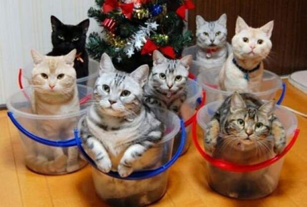 Как правильно хранить кошек котики, мебель, хранение, юмор