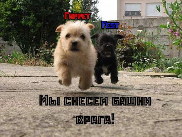 Смешные животные " SwTeam.info