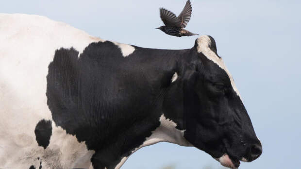 Режим ЧС ввели в Новосибирской области из-за вспышек болезней у домашнего скота