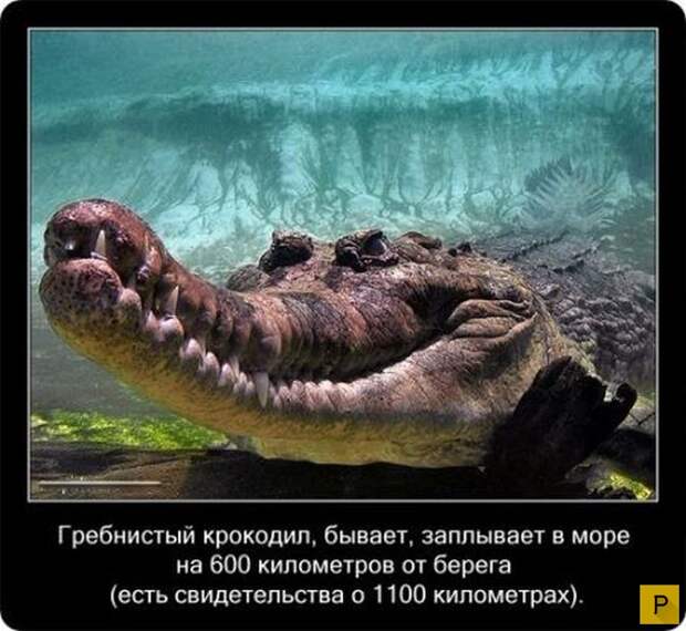 Интересные факты в картинках о крокодилах (20 фото)